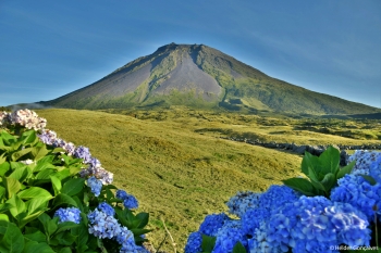 pico web2